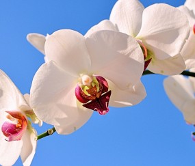临平正规助孕捐卵机构，附正规捐卵机构报名表！